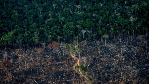 Abholzung des Amazonas in Brasilien auf Rekordniveau