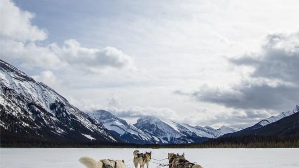 Ein Hundeschlitten zieht über eine verschneite Ebene vor einer Bergkulisse.
