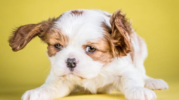 Wie süß! &quot;Hundebabys für ein ganzes Buch zu fotografieren, war eine wundervolle Erfahrung, aber auch eine Herausforderung&quot;, sagt Carli Davidson.