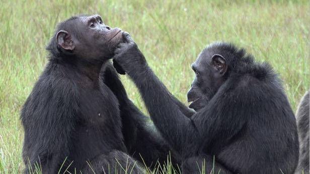 Schimpansen behandeln sich gegenseitig, indem sie Insekten in Wunden legen
