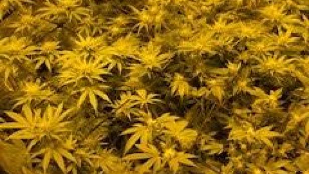 Polizei entdeckt durch Zufall Indoor-Marihuana-Plantage