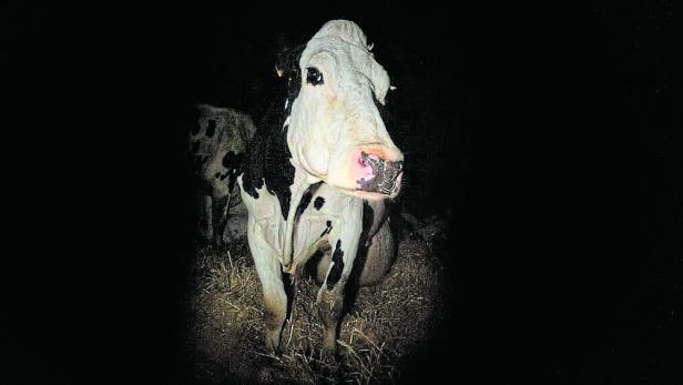 "Cow": Aus dem schweren Leben einer britischen Milchkuh