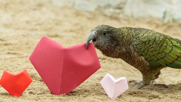 Tiergarten Schönbrunn: Vögel feiern den Valentinstag vor