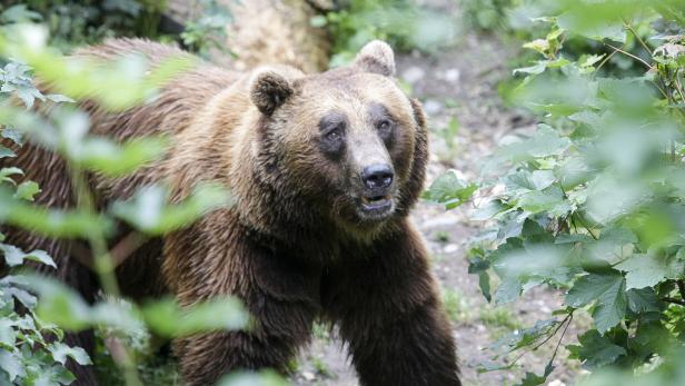 Wolf, Bär und Luchs: Tirol als Tummelplatz für Raubtiere