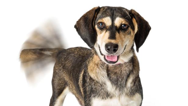 Ein braun-beiger Hund steht vor einem weißen Hintergrund und wedelt mit dem Schwanz.