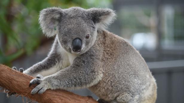 Koalas sind bedrohte Tiere