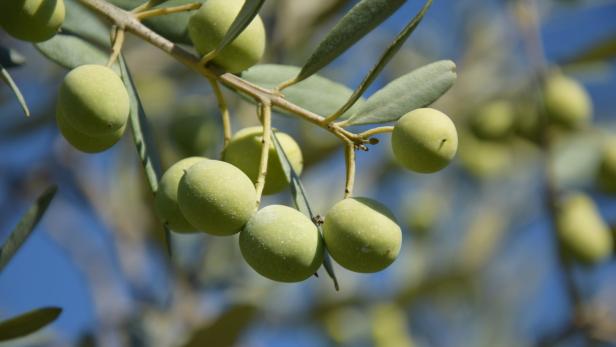 Olivenöl für den Präsidenten: Zu Besuch in der Provence