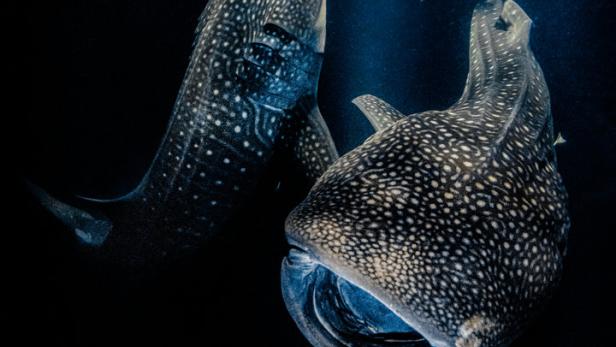 Zwei Walhaie schwimmen im dunklen Wasser, beleuchtet von Sonnenstrahlen.