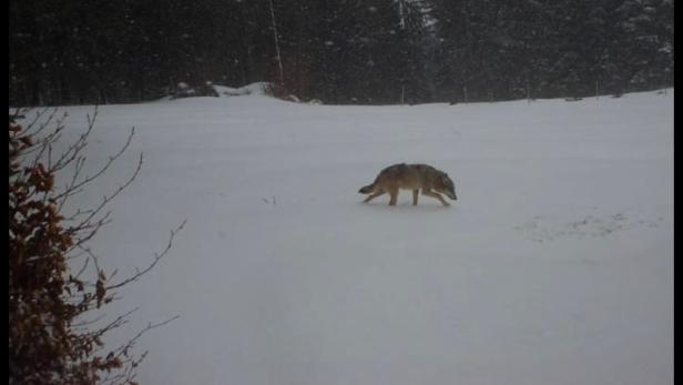 Der Wolf von Dorfstetten im Bezirk Melk tappte mehrmals in eine Fotofalle
