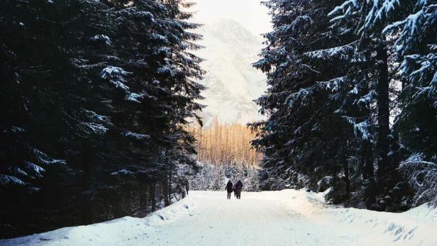 Zwei Personen wandern auf einem verschneiten Weg zwischen hohen Bäumen hindurch.