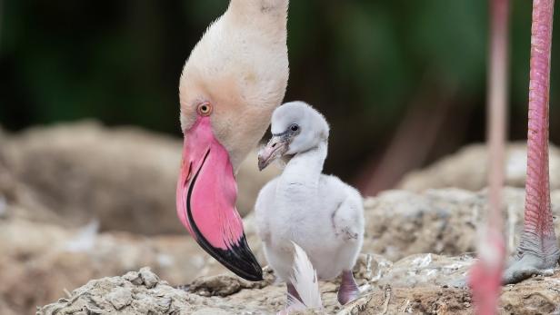 Entzückender Flamingo-Nachwuchs in Schönbrunn