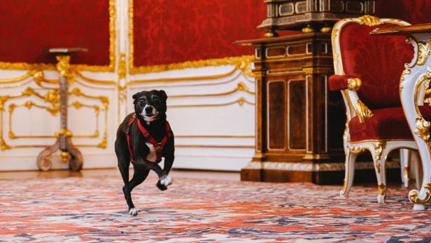 Präsidenten-Hund Juli: Ein Renner in den sozialen Medien