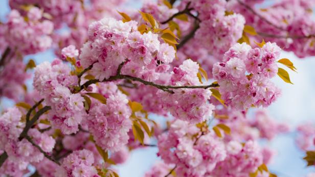 Nahaufnahme eines blühenden Kirschbaums mit rosa Blüten.