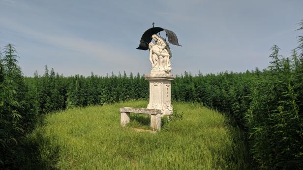 Hanfanbau im Waldviertel: eine Pflanze als Alleskönner