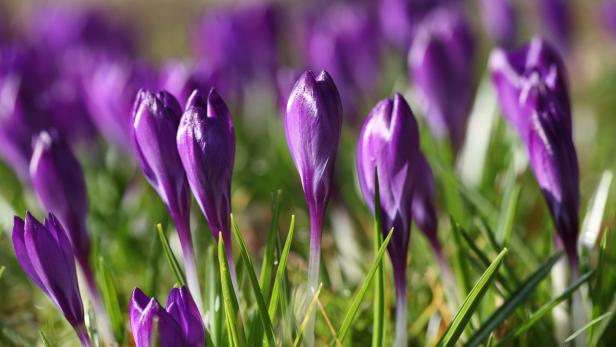 Freuden des Frühlings: Was uns im kommenden Monat lächeln lässt