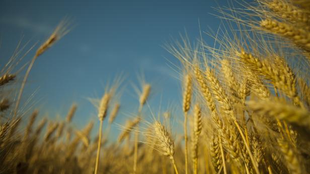 Yellow ripe ears of wheat in a field