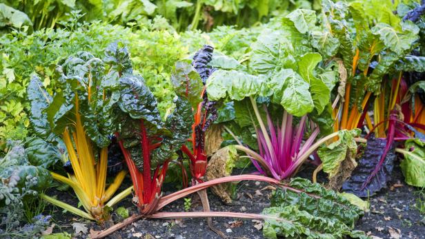 Verschiedenfarbiger Mangold wächst in einem Garten.