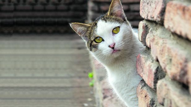 A funny white cat with a colorful back peeks out from behind an old red brick wall. Homeless cats on the streets of Tbilisi. The cat is sitting.