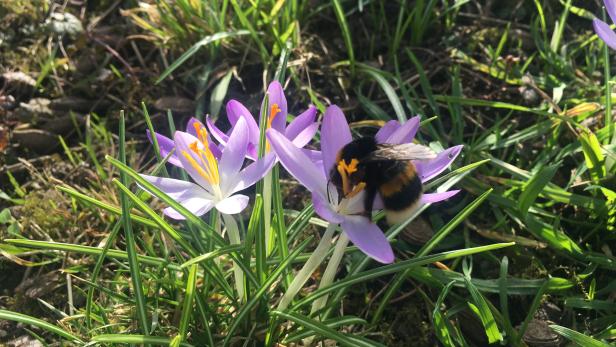 Mit dem meteorologischen Frühlingsbeginn setzt sich die Sonne durch