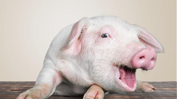 Schweinekopf an Haustür in NÖ: Tierschützer zeigen verbotene "Tradition" an