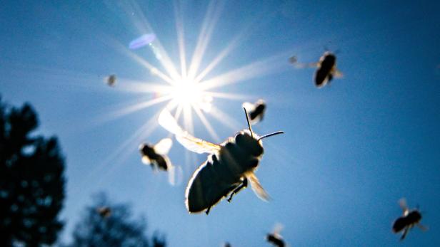 Zahl der Bienenvölker in Österreich wächst