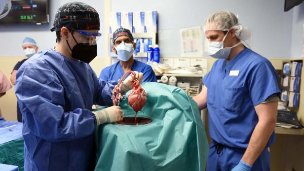 Erster Patient mit transplantiertem Schweineherz ist gestorben