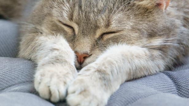 Tiercoach: Augenprobleme bei Katzen können sehr komplex sein