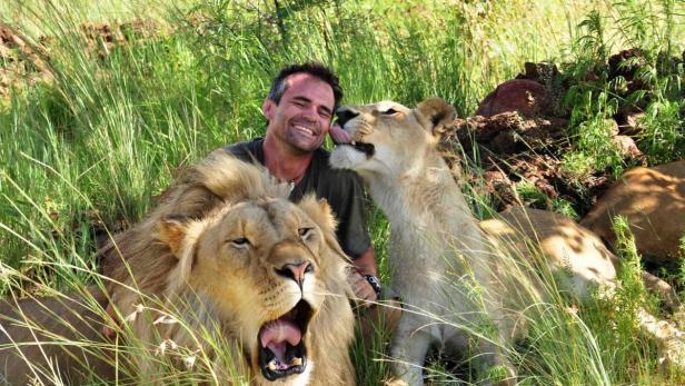 Kevin Richardson laughing at being licked by lioness with Lion in foreground