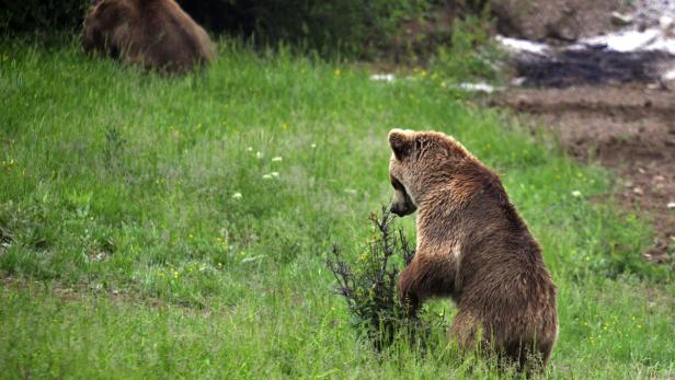 Ein Braunbär steht auf einer grünen Wiese und frisst an einem Busch.