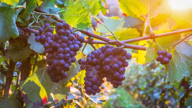 Dunkle Trauben hängen an einem Weinstock im goldenen Licht.