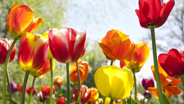 Eine Nahaufnahme von bunten Tulpen, die in der Sonne blühen.