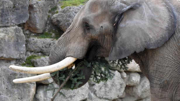 Українці отримали безкоштовний вхід до Віденського зоопарку