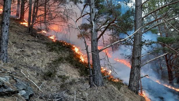 Extreme Trockenheit: Schon 40 Waldbrände in diesem Jahr