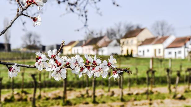 Langenlois begrüßt den Frühling mit einem Veranstaltungsreigen