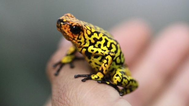 Ein gelb-schwarz gefleckter Frosch sitzt auf einer Hand.
