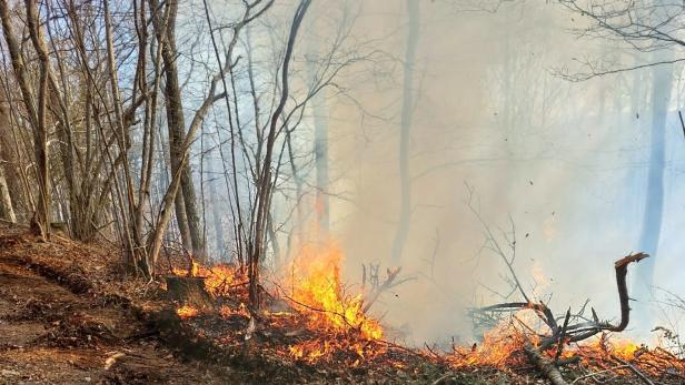 Sechs Hektar Wald in Flammen: Schon wieder ein Großeinsatz in NÖ