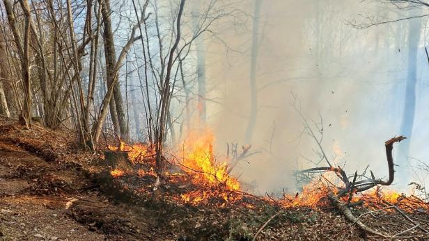 Mann wollte mit Feuerzeug Spinne töten - und löste Waldbrand aus