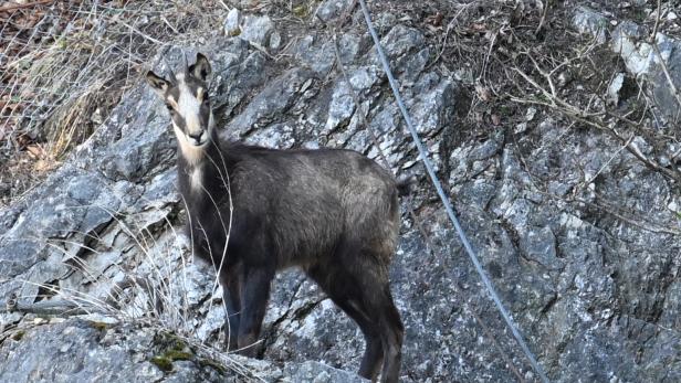 SALZBURG: AUSWILDERUNG EINER GAMS AM KAPUZINERBERG