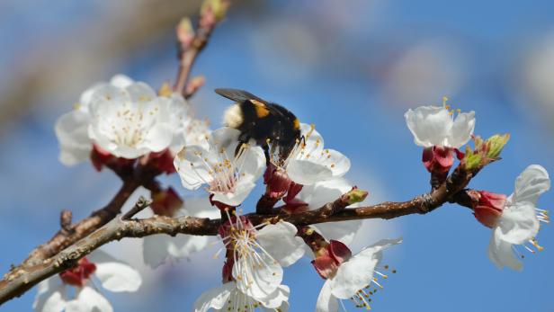 Naturschauspiel in der Wachau: Marillenbäume blühen bald voll auf