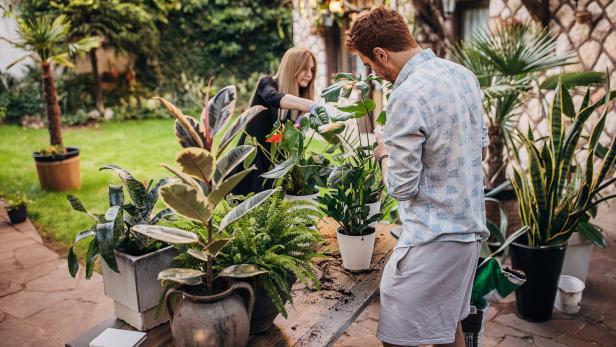 Pflanzen jetzt schon auswintern: Tipps vom Profi