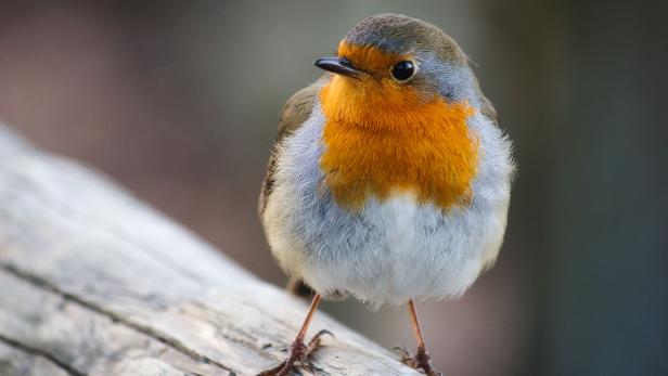 Nahaufnahme eines hübschen Rotkehlchens mit roter Brust.