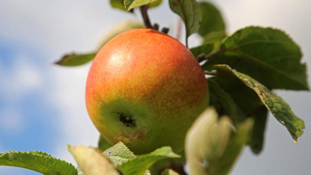 Alte Apfelsorten wären für uns heute ungenießbar