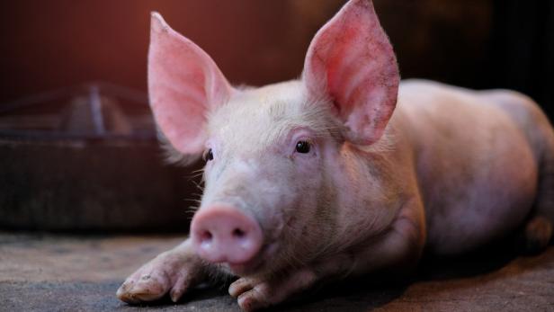 Schweineherz-Transplantation: Organ offenbar mit Virus verseucht
