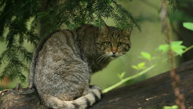 Wildkatzen: Eine langsame Rückkehr auf leisen Pfoten