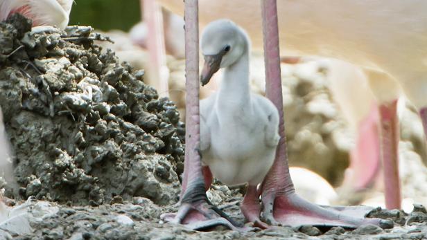 Flamingo-Küken: Grau, flauschig und verspätet