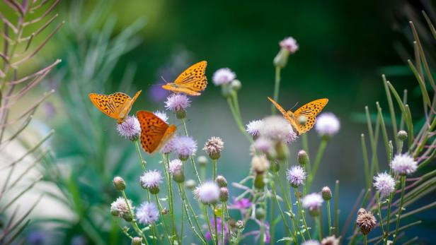 Schmetterlinge: Einen Flügelschlag vom Aussterben entfernt