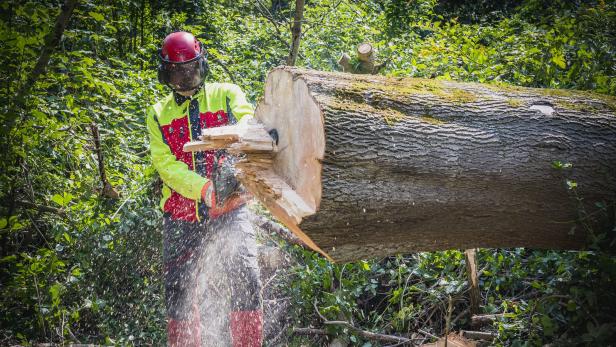 Steigende Holzpreise und zufriedene Waldbesitzer