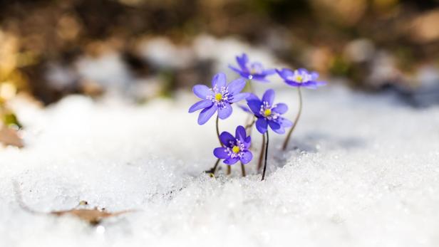 Auf ein winterliches Wochenende folgt wieder milderes Wetter im April 2022