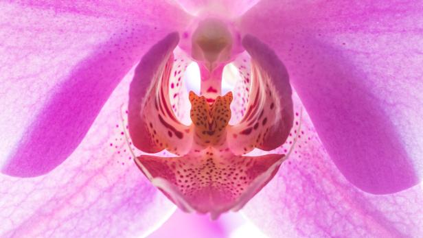 Orchideen: Was die Königin der Blumen mit dem Diktatorensohn zu tun hat
