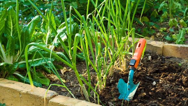 Ein Gemüsebeet mit Mangold, Lauch und einer kleinen Schaufel.